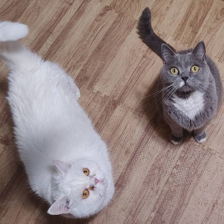 77820267 9ec7 447b bba1 bc781d8bd14a 1722169057445