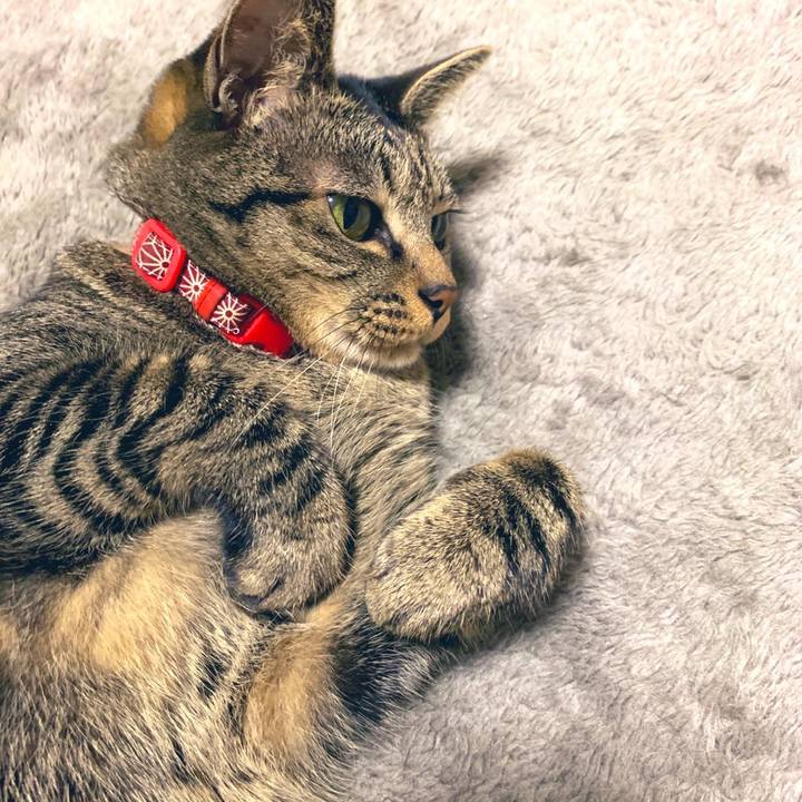 77833ef6 6393 4a79 840b ed46735c9b7d 1575291663063