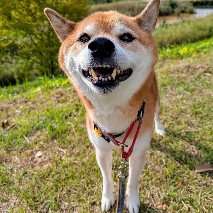 7784c4a4 cf72 4436 8c81 4b00d0f90cef 1760366116719