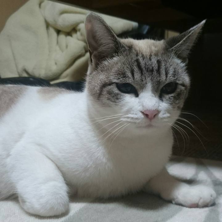 77888d39 3860 4a92 88b5 a10da632dcc8 1511527551334