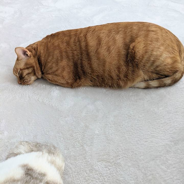 7789b1da 61ae 4f8c b784 b86bb12a4686 1703723647607