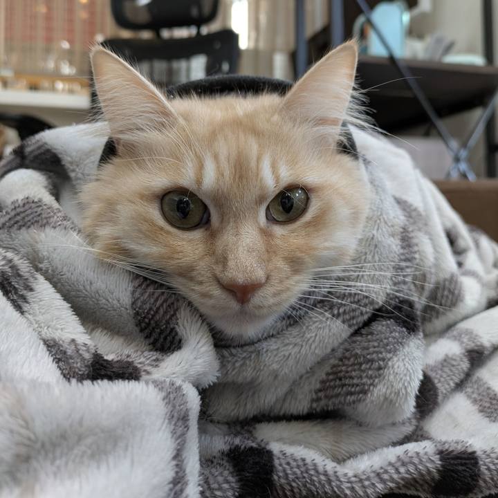 778c5f97 c952 41a7 98f9 7f2e24eb27f7 1765847904596