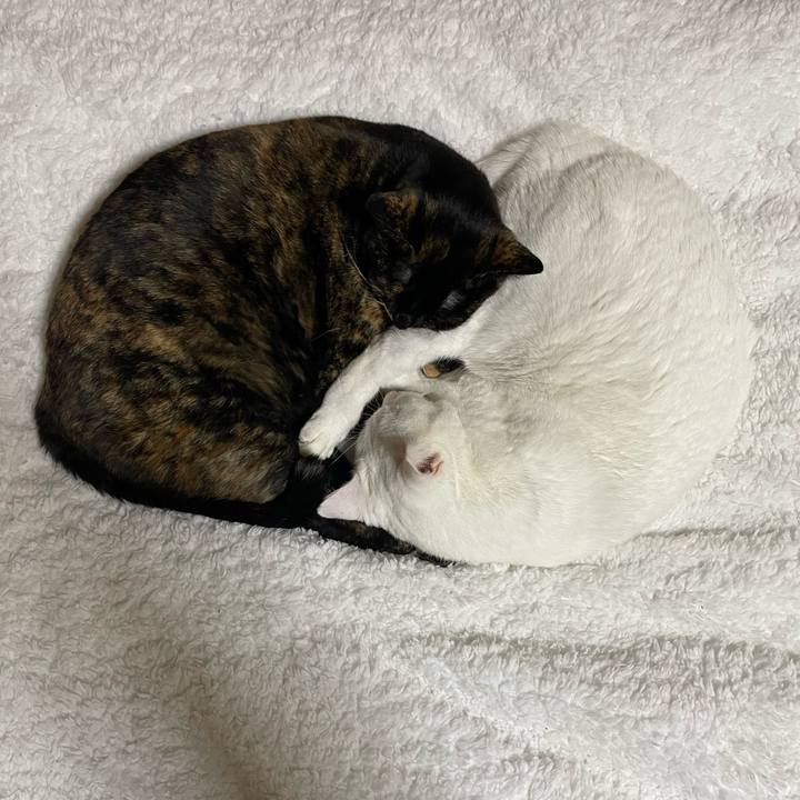 778daf9d 220d 40f7 a733 f8e2f114106c 1765210718856