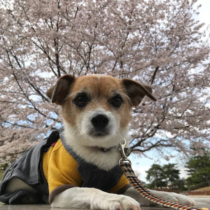 778e5ad3 c5e1 4df8 9c79 34c06eec711d 1584948315452