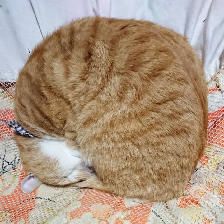 7790e2d1 b3d4 4354 8870 65ea30cdb5c4 1574856256149