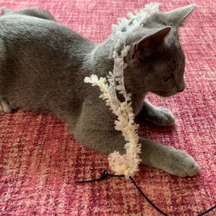 77925b7e c6b6 4291 bf34 f706063cd52b 1574554681898