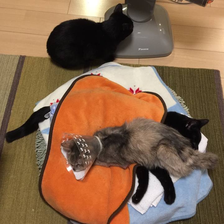 779299f8 5779 4c0b 9b4c 6a9dd5ace7f1 1554812610755