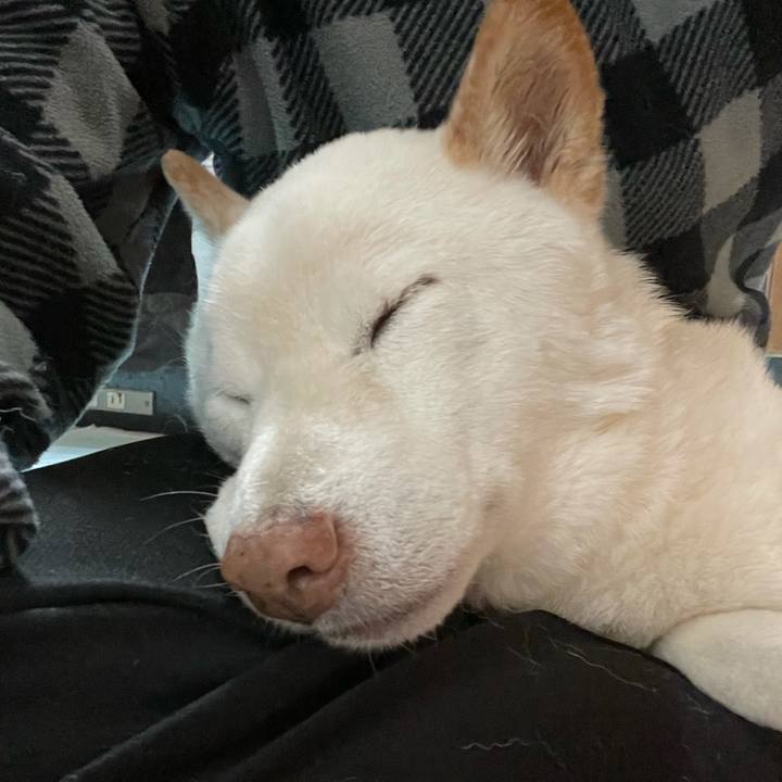 779733d7 567b 43bb b7f5 87c90be8c9c5 1635425878349