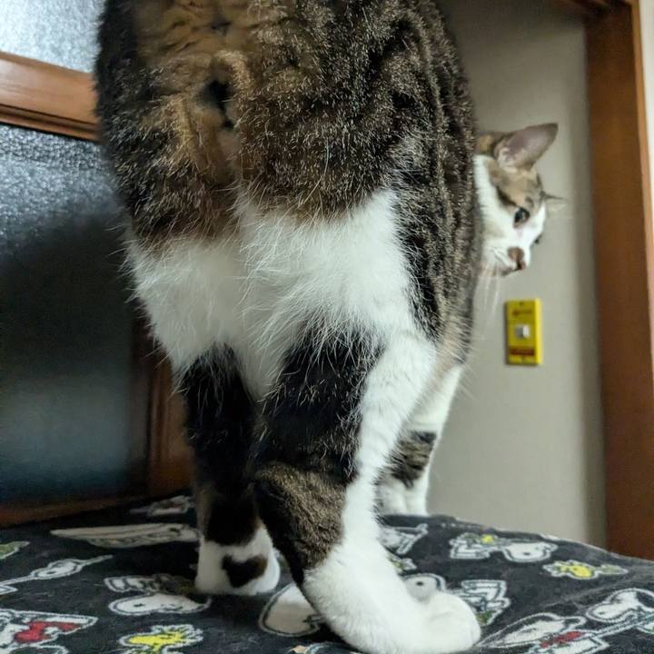 779aab60 4bbd 4174 a6ae 0841305ac96b 1732186667467