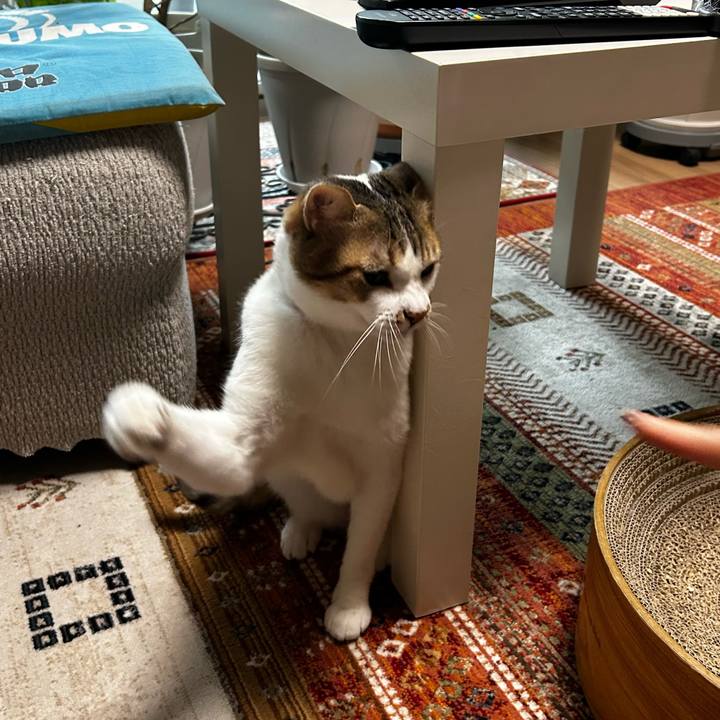 779cf684 3d35 4b16 b957 39955c1d695f 1762243576513