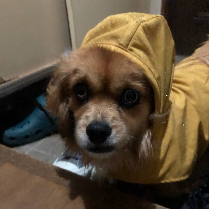 779ee699 40d7 48f3 b36b b018b132485a 1544566960160