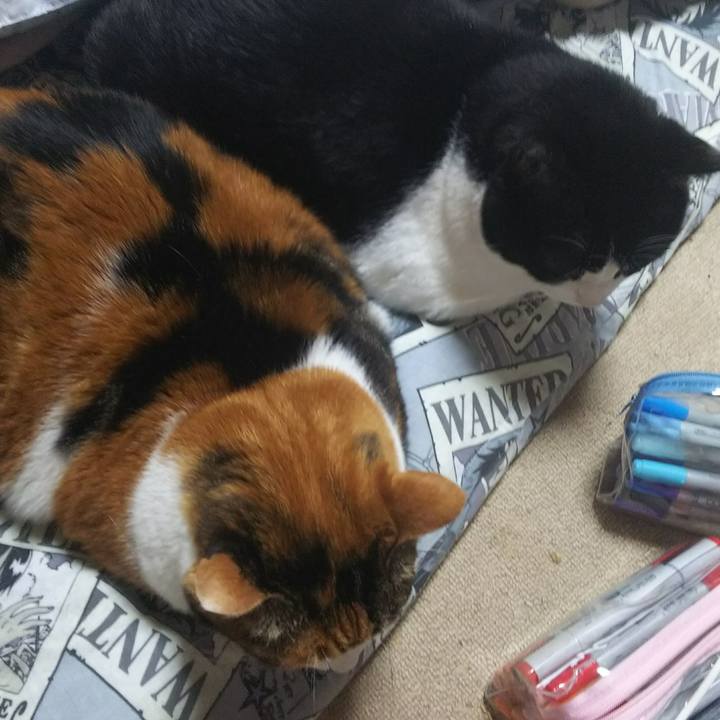 779f642f ab71 495a a5fe 0b87c98779e5 1545684028892