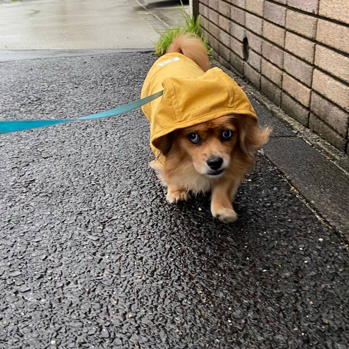 77a1235b 5090 4a29 944c d977b1edc588 1602194457064