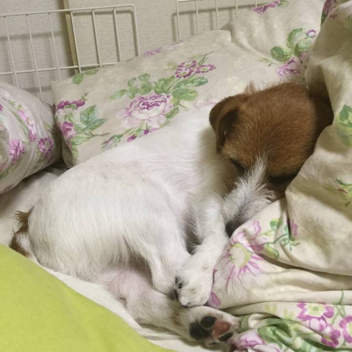 77a258d0 bc04 486f 92be 4de59d866231 1517489812542