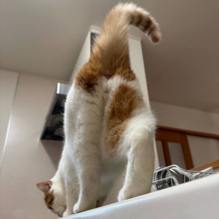 77a31645 693f 4b4e a876 4300f818fbfe 1762827465282