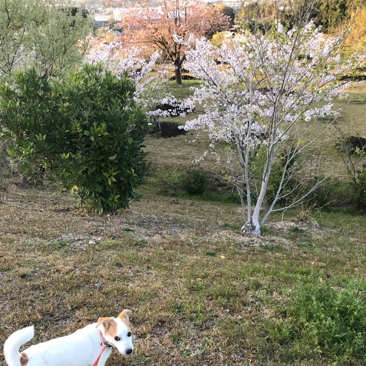 77a35f68 dc74 4134 90a0 07ca50838833 1554807042045