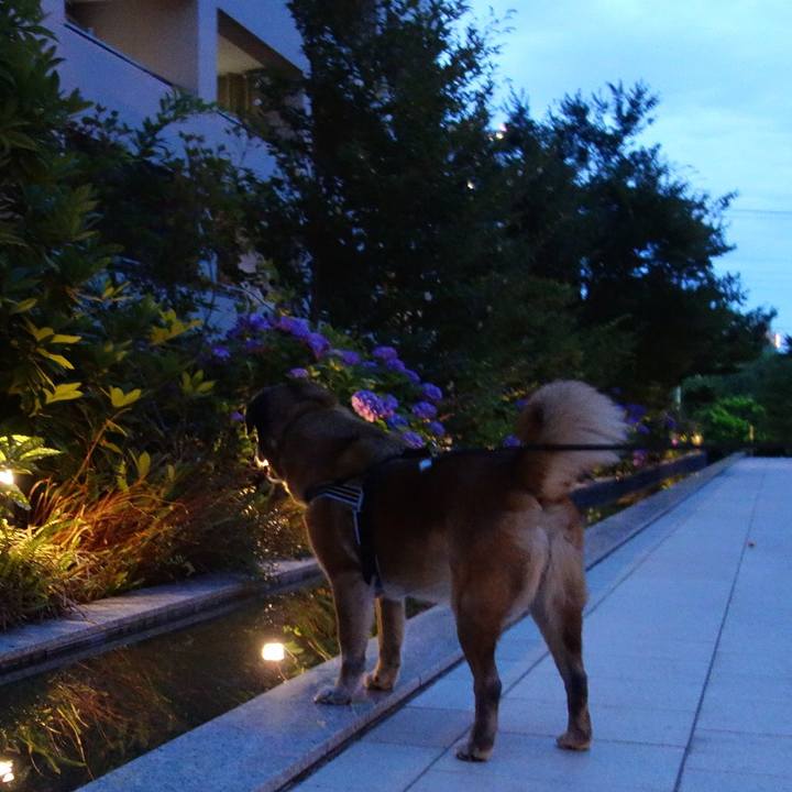 77a41b2b aa3a 4eb2 b3f4 3b4a6353d3f4 1528455755465