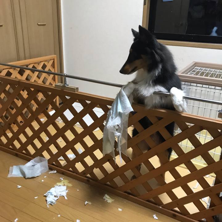 77a601cd 493d 4f7c 883e 8cc09d1de1b9 1542015461662