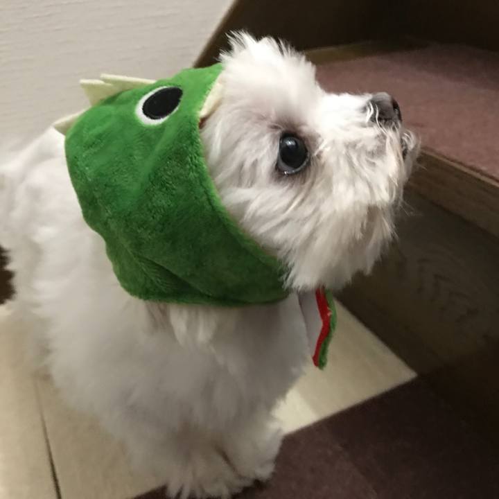 77a60b5c d038 44e9 bb37 c3963f852b7a 1510573353189