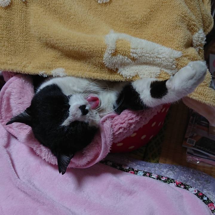 77a87802 efae 4922 b090 3c022623df99 1554732459251