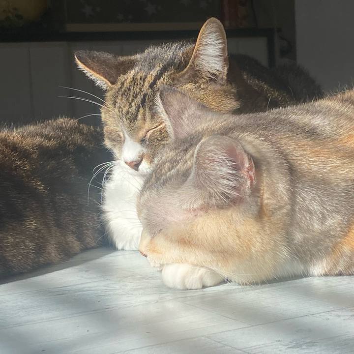 77a88f08 b985 4a2e 8771 1231c625436c 1736558766157