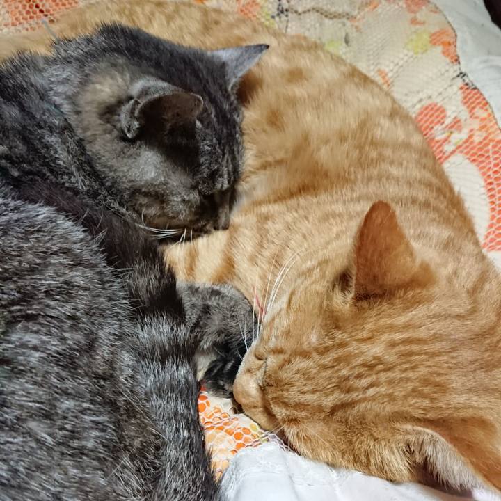 77a9befc dea1 4a29 a901 9d291a625043 1573566826432