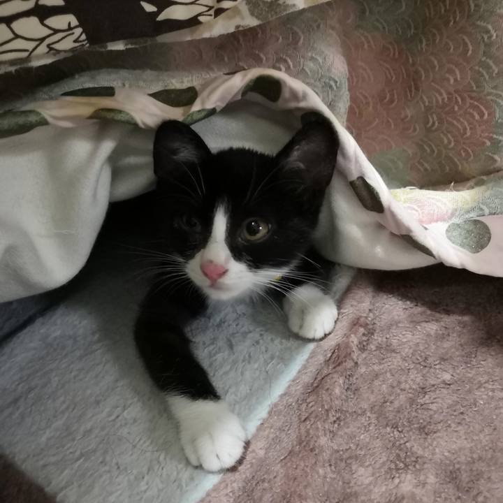 77aa3302 9dae 48a8 86b5 53e70f0e33a2 1759416736147