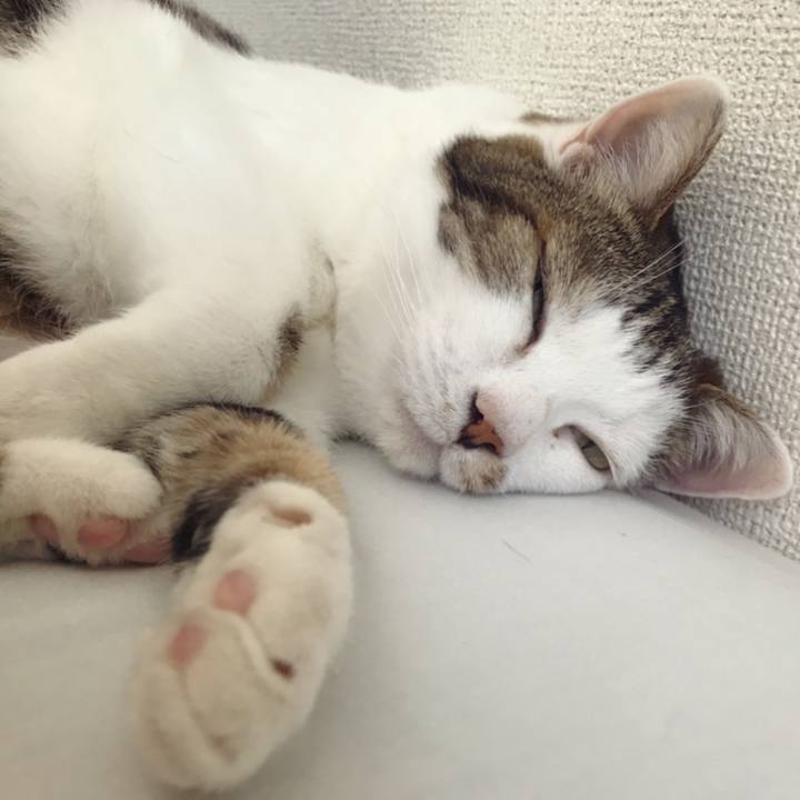 77ad92a7 a446 414c 8b04 c725e0f2f278 1589708028489