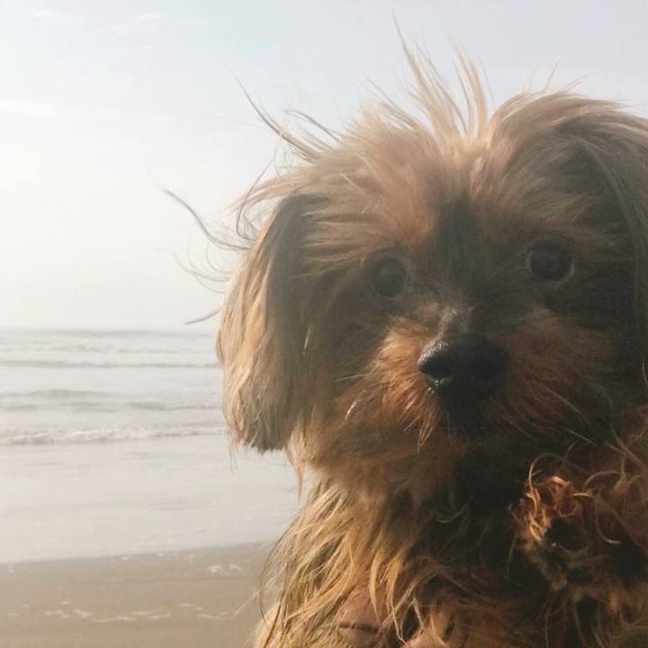 77b07a7c 3e50 4701 8198 b91ae85b23ea 1525323064280