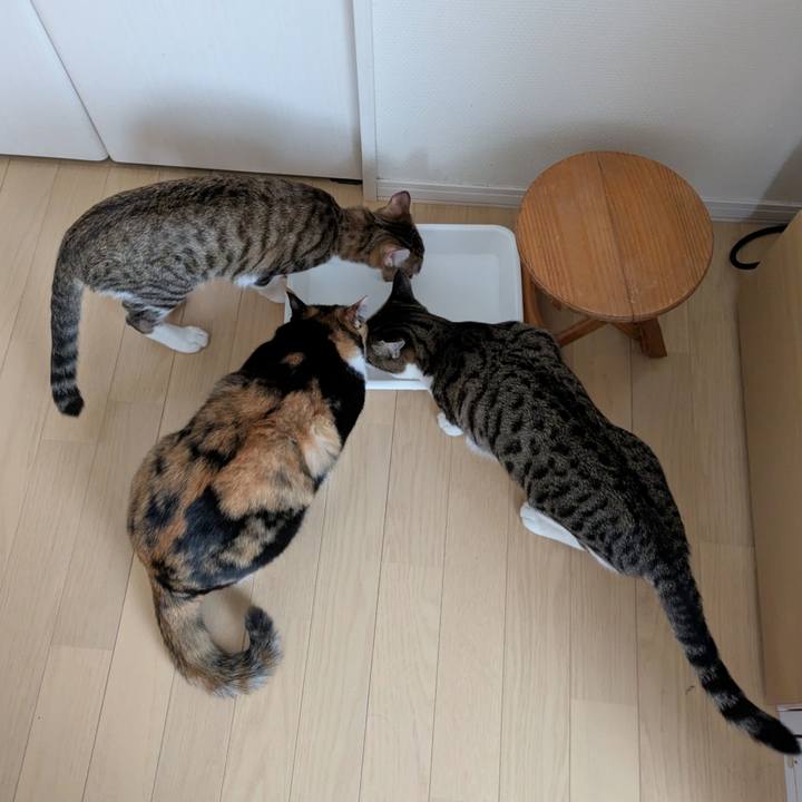 77b3d301 52b3 4d16 9eeb a1dcf424c770 1738728786780