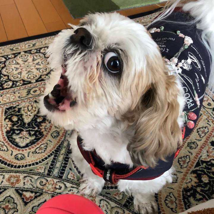 77b4b25c d23d 4943 bee5 4044003c39f9 1586469086567