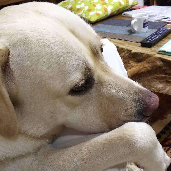 77b7659e 9f09 483b a88a 9aa421c2d1ff 1533639329946