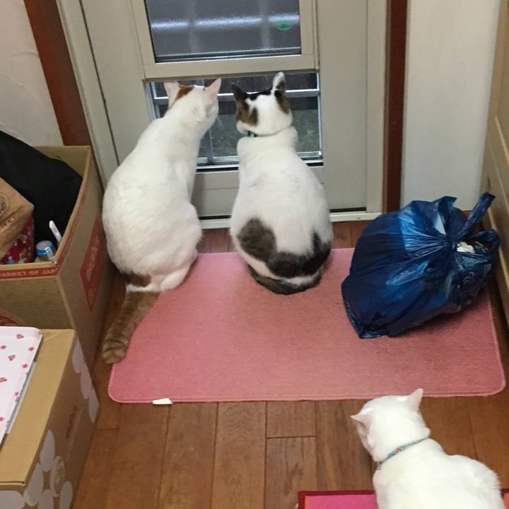 77b8516c e3d1 4308 85e6 7da6fcc1ca89 1524571228781