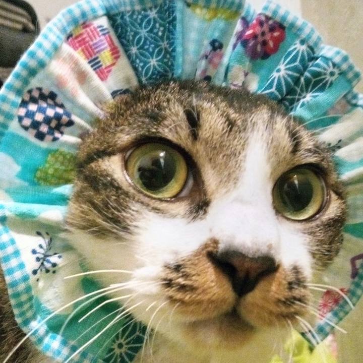 77b8f3fd b448 44f3 8a33 ddd12da39878 1761999097620