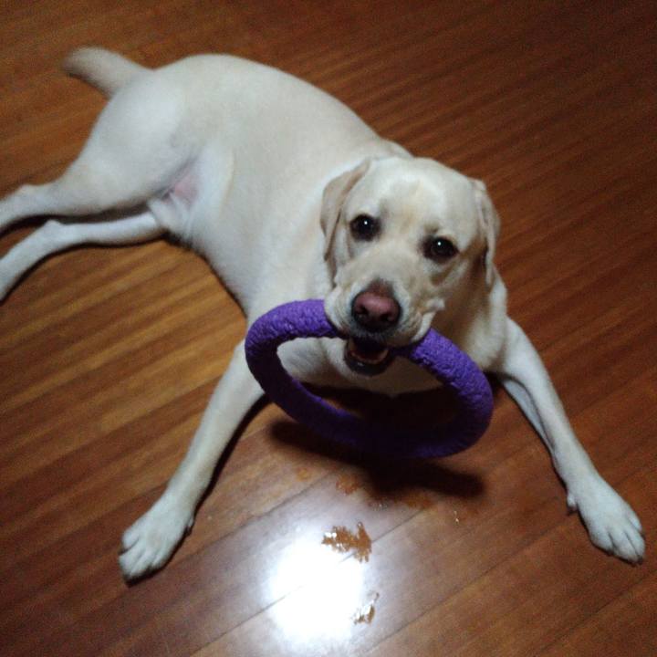 77bc22f5 bb38 469e 95b5 ce6053ddb4fc 1539085820494