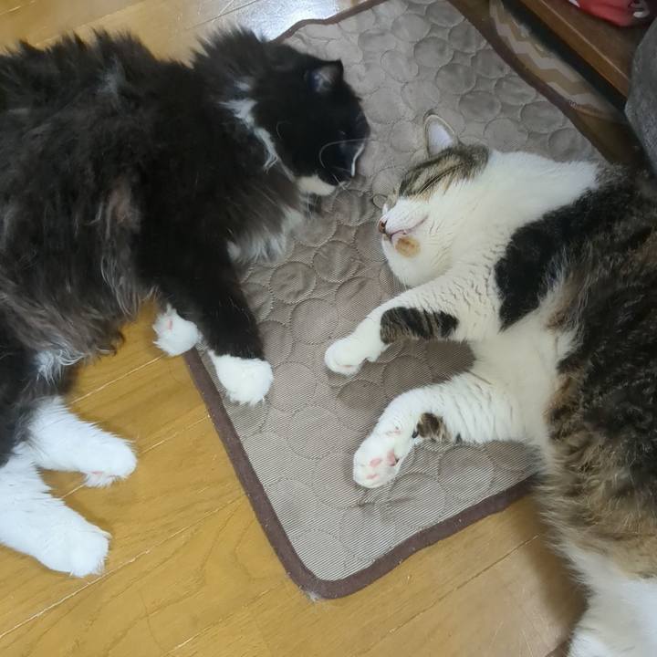 77bfe549 1304 4f3c adee 4bc974ea49cb 1753962567331