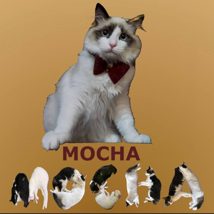 77c0ea53 8a47 4885 bd16 1f3e26fbacbb 1669507843624