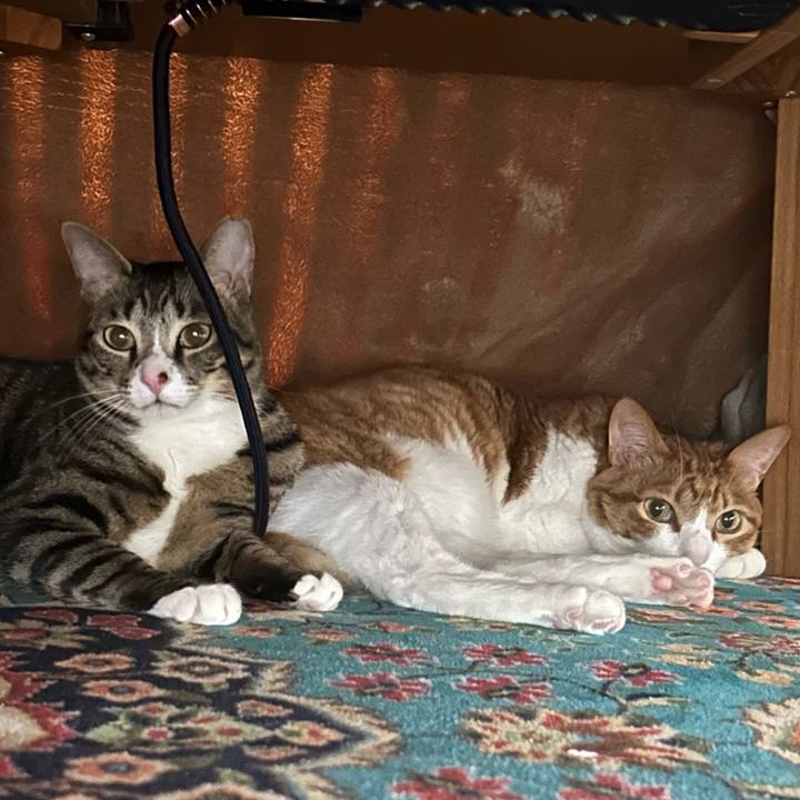 77c14354 03e3 4b79 99a0 2f566a2fa367 1768721178177