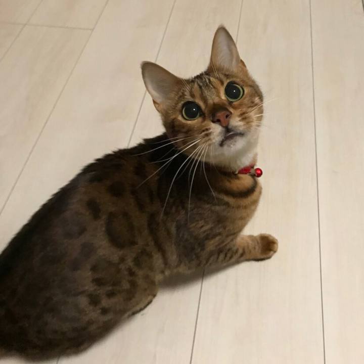 77c1c8b4 94de 4a4b 81bb c06f928fcafb 1543144797574