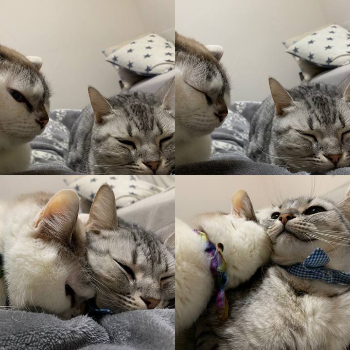 77c264cd be51 44bb 9625 09322bedde32 1575581566715