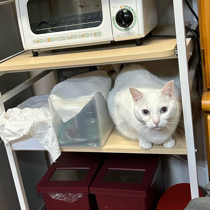 77c518ff b0b3 41d1 a258 f86b810f820f 1678618894377