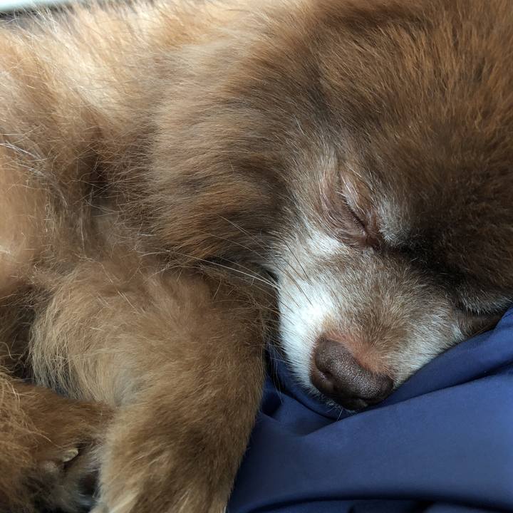 77c55c4f 6bdc 4342 9a7f a795c45e883b 1551160066845