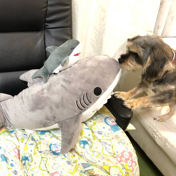 77c6cb06 a7a6 4454 9117 a0b36b2a343c 1570538114406