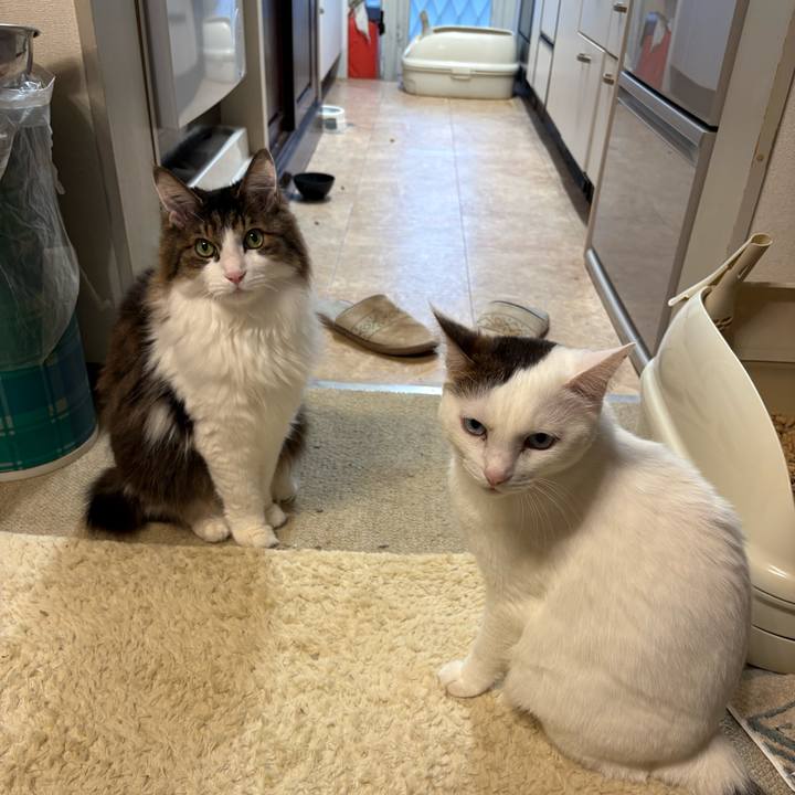 77c75762 2901 41fe 86bb 434b23d321c9 1770767314288