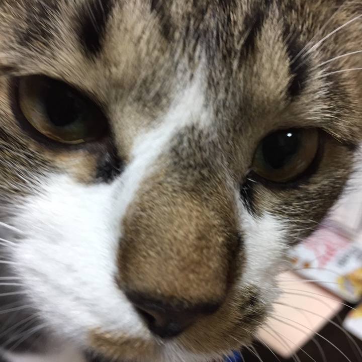 77c7695c 11b7 4bbf 98f6 444cf6532bfc 1542340034085