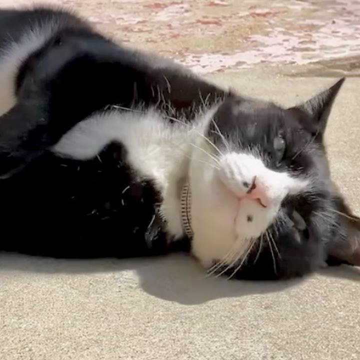 77c8cb30 9214 4719 9128 260493243293 1743735701107