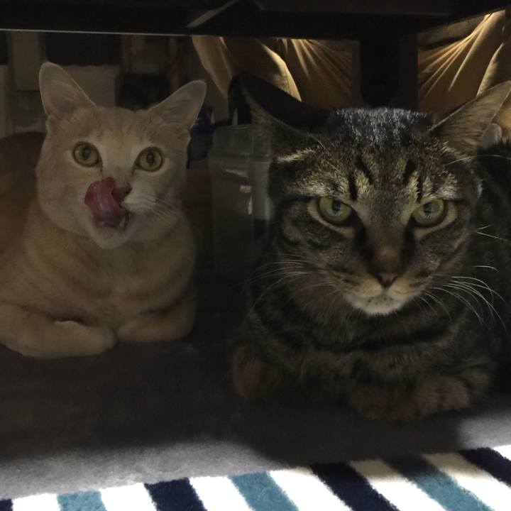 77c8f1f9 1271 463d a50c 9e384c11aa35 1530612571516