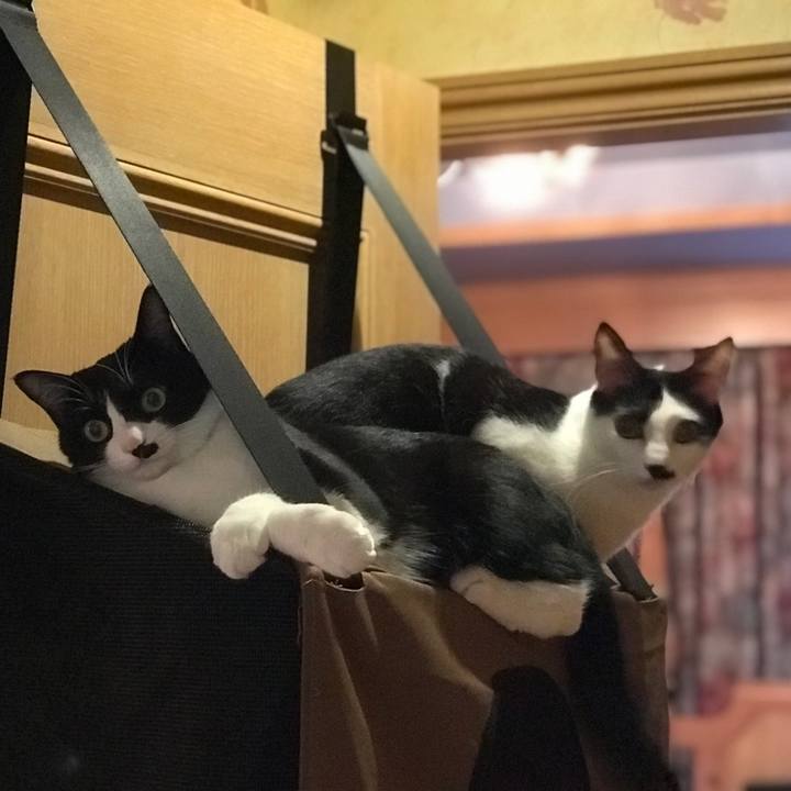 77c9443d 1b37 42f5 b3a0 b318d02f261c 1532360252040