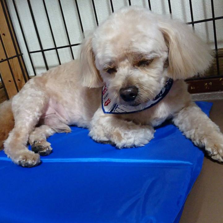 77ca8683 eacd 43ed 8ad3 39b1749f7d97 1562491295410