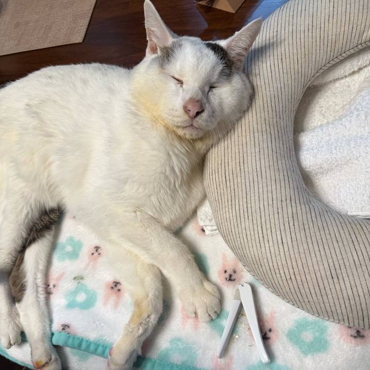 77cc3a59 c582 4ad8 91d9 9dcdc8d1ca11 1767011424757